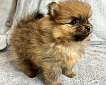Собаки в Люберцах: Померанский шпиц, щенок Мальчик, 35 000 руб. - фото 2