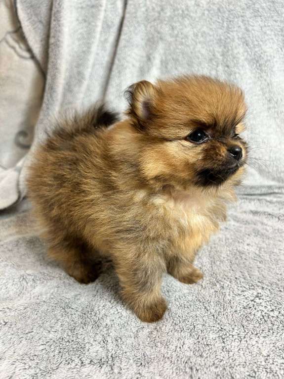 Собаки в Люберцах: Померанский шпиц, щенок Мальчик, 35 000 руб. - фото 2