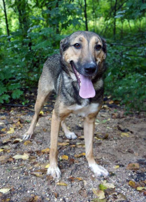 Собаки в Москве: Любава Девочка, Бесплатно - фото 3