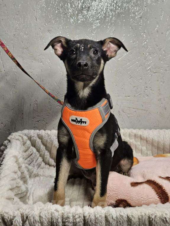 Собаки в Санкт-Петербурге: Забавный щенок Мишаня в дар Мальчик, Бесплатно - фото 4