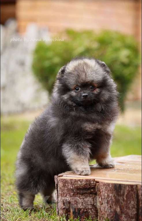 Собаки в Москве: Щенки немецкого миниатюрного  шпица Мальчик, 30 000 руб. - фото 7