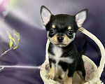 Собаки в Москве: Чихуахуа мальчик Мальчик, 69 000 руб. - фото 1