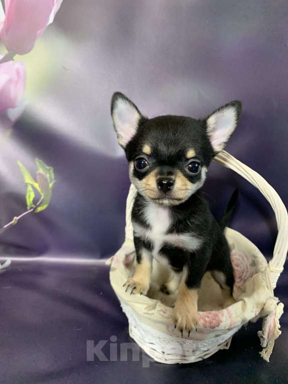 Собаки в Москве: Чихуахуа мальчик Мальчик, 69 000 руб. - фото 1