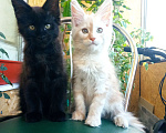Кошки в Сланце: Котята мейн-кун.  Мальчик, 25 000 руб. - фото 2