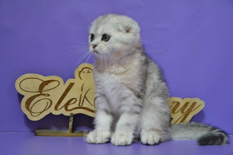 Кошки в Москве: Мраморная на серебре фолдочка Девочка, 60 000 руб. - фото 3