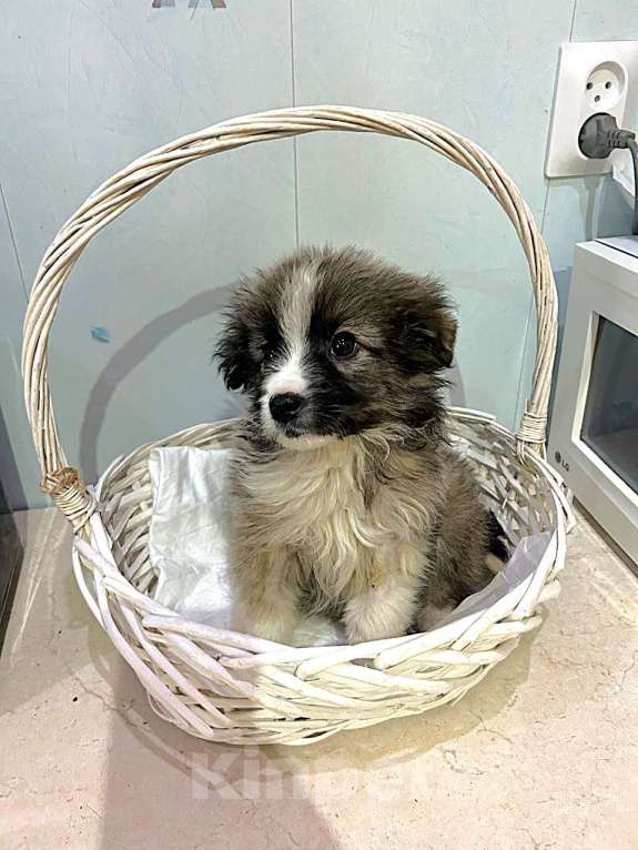 Собаки в Москве: Маленькая девочка-щенок ищет дом Девочка, Бесплатно - фото 3