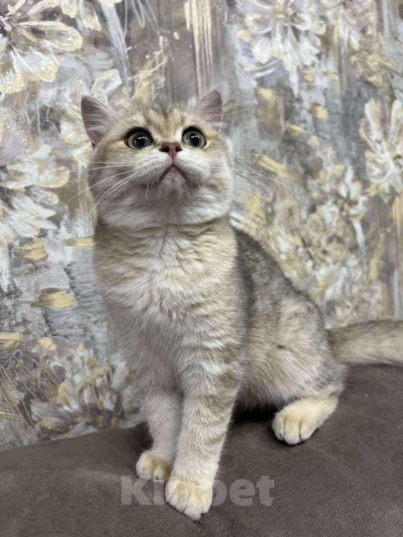 Кошки в Санкт-Петербурге: Голубое золото британская кошечка Девочка, 65 000 руб. - фото 3