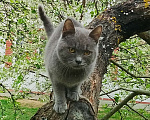 Кошки в Москве: Котенок нолубого цвета Мальчик, Бесплатно - фото 4