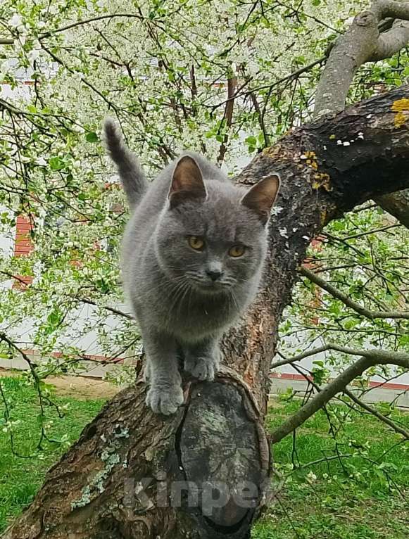 Кошки в Москве: Котенок нолубого цвета Мальчик, Бесплатно - фото 4