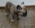 Собаки в Белореченске: Французский бульдог Мальчик, Бесплатно - фото 1
