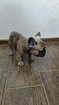 Французский бульдог