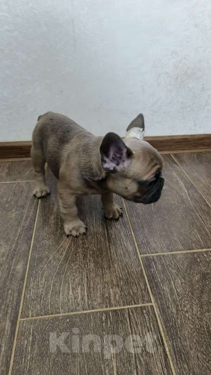 Собаки в Белореченске: Французский бульдог Мальчик, Бесплатно - фото 1