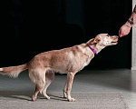 Собаки в Москве: Белочка - собачка без части задних лапок ищет своего человека! Девочка, Бесплатно - фото 9