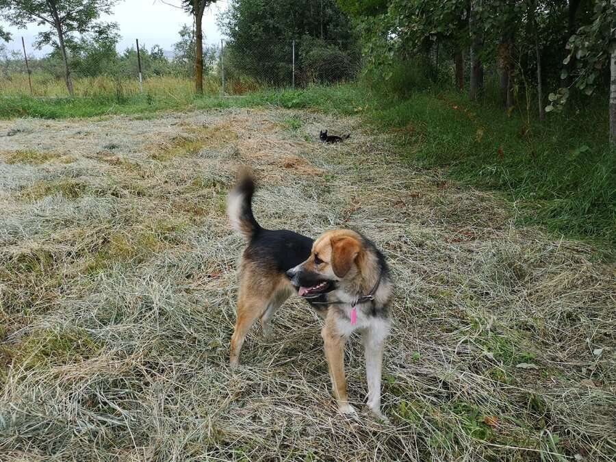 Собаки в Москве: Ультра - молодая, добрая, ласковая девочка, которая ищет свою любящую семью! Девочка, Бесплатно - фото 2