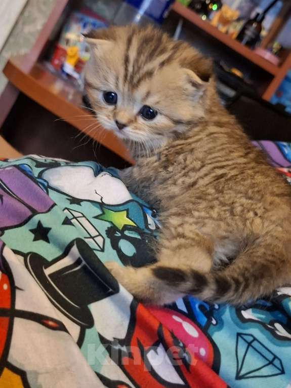 Кошки в Москве: Шотландские вислоухие котята Разнополые, 15 000 руб. - фото 9