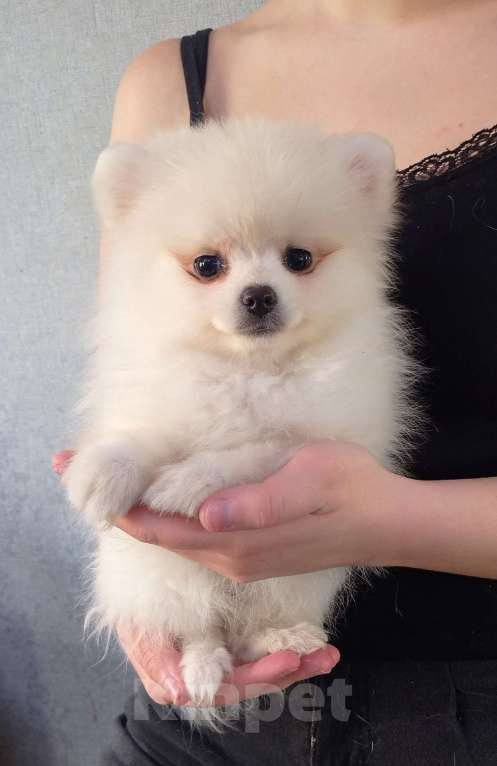 Собаки в Новосибирске: Шпиц Разнополые, Бесплатно - фото 3