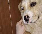 Собаки в Котельнике: Коротколапик Боня ищет маму и папу Мальчик, Бесплатно - фото 3