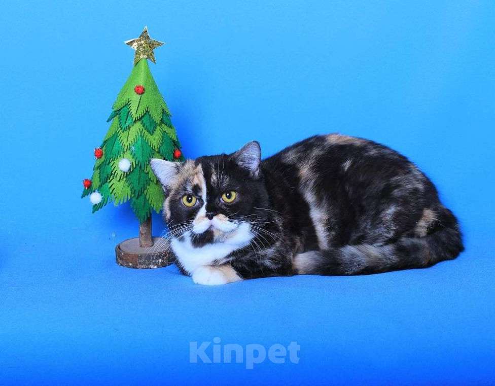 Кошки в Москве: Американская короткошерстная в дар Девочка, 1 руб. - фото 4