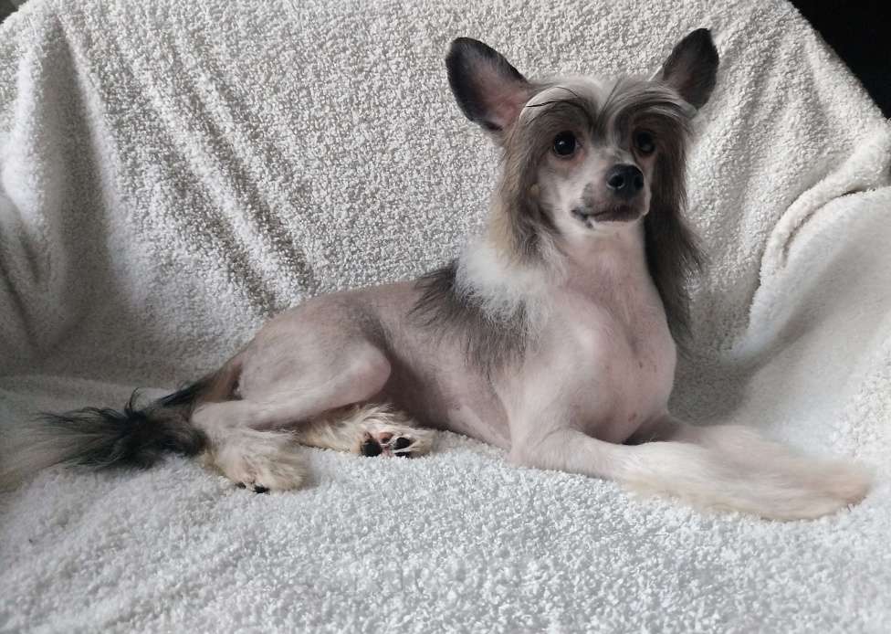 Собаки в Санкт-Петербурге: Предлагаются голые мальчики китайской хохлатой собаки Мальчик, 30 000 руб. - фото 1