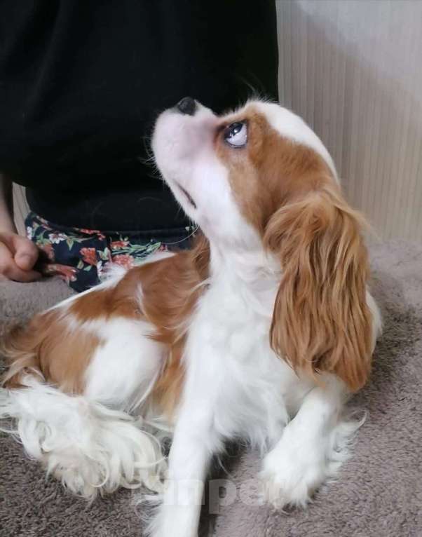 Собаки в Москве: Кавалер кинг Чарльз спаниель 7,5 мес Дев Девочка, 80 000 руб. - фото 2