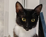 Кошки в Уфе: Жасмин Девочка, 500 руб. - фото 2