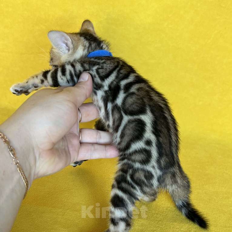 Кошки в Москве: Бенгальский котёнок с документами  Мальчик, 80 000 руб. - фото 9