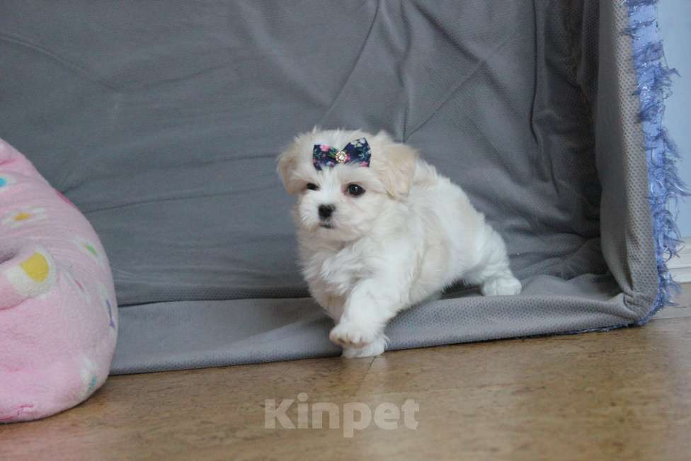 Собаки в Омске: Мальтезе красивый мини малыш Мальчик, 75 000 руб. - фото 6