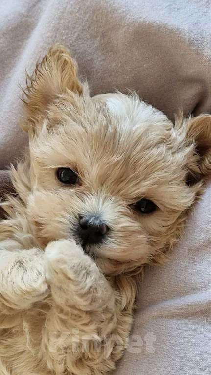 Собаки в Санкт-Петербурге: Джули Мальтипу ф1 Девочка  Девочка, 200 000 руб. - фото 4