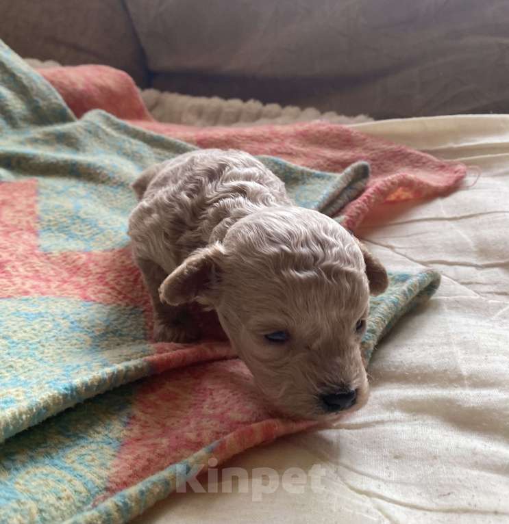 Собаки в Санкт-Петербурге: Очаровательная девочка той пуделя Девочка, Бесплатно - фото 2