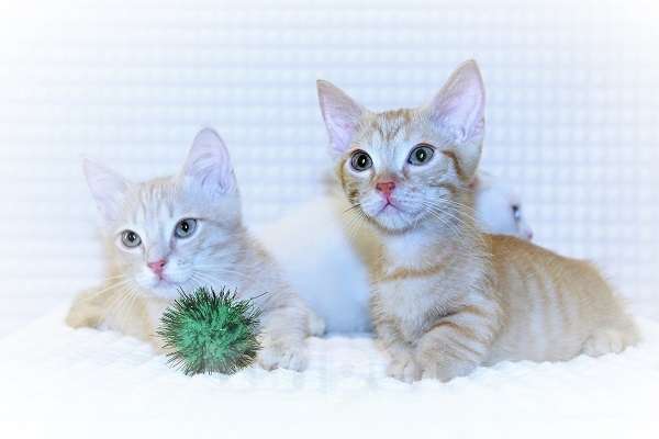 Кошки в Новосибирске: Манчкины стандарт (короткие лапки) Мальчик, 35 000 руб. - фото 2