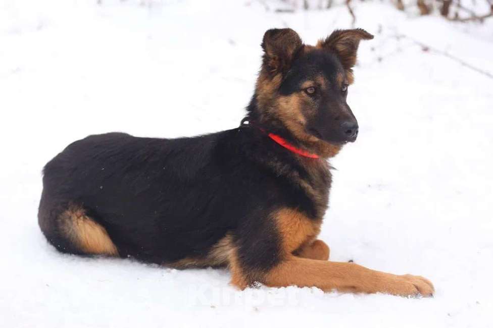 Собаки в Москве: Метис овчарки Мика в поисках семьи, 11 месяцев Девочка, 1 руб. - фото 3