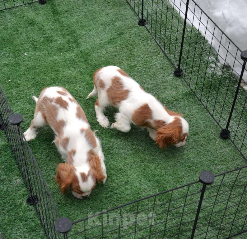Собаки в Ногинске: Щенки кавалер кинг чарльз спаниель Девочка, 60 000 руб. - фото 3