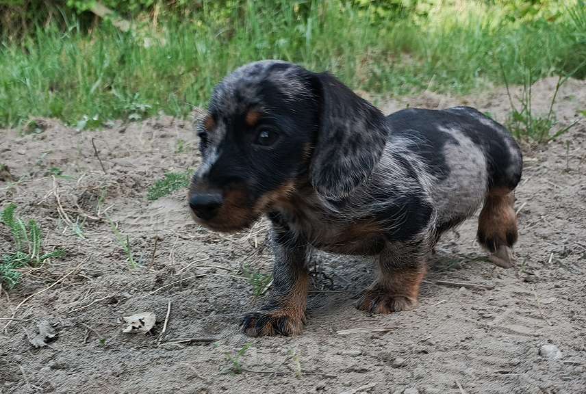 Собаки в других городах Московской области: щенки таксы жш Мальчик, 45 000 руб. - фото 2