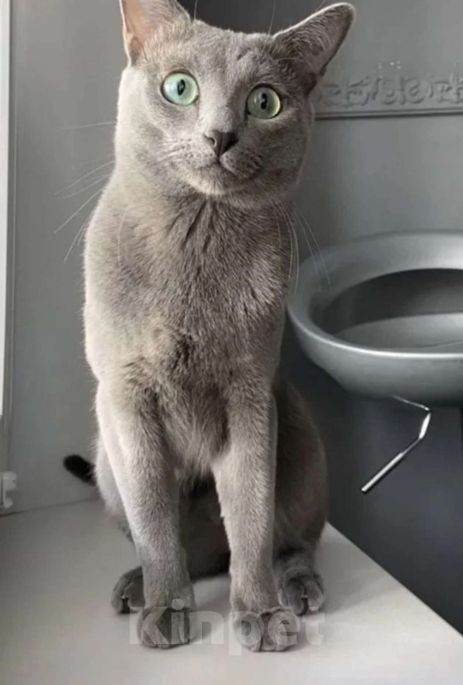 Кошки в Москве: Котята русской голубой Мальчик, 85 000 руб. - фото 8