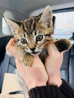 Кошечка 2 месяца