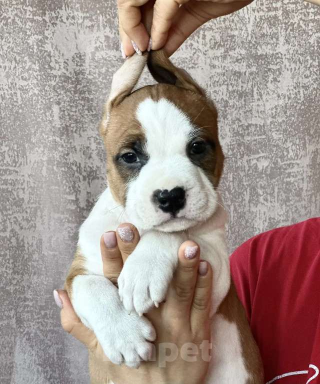 Собаки в Владивостоке: Амстафф девочка Девочка, 60 000 руб. - фото 3