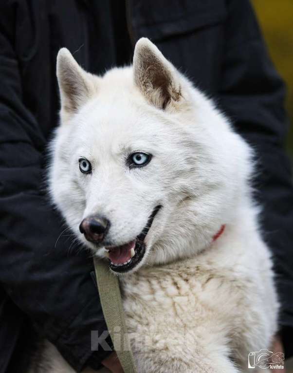 Собаки в Москве: Хаски Марго в добрые руки  Девочка, Бесплатно - фото 4