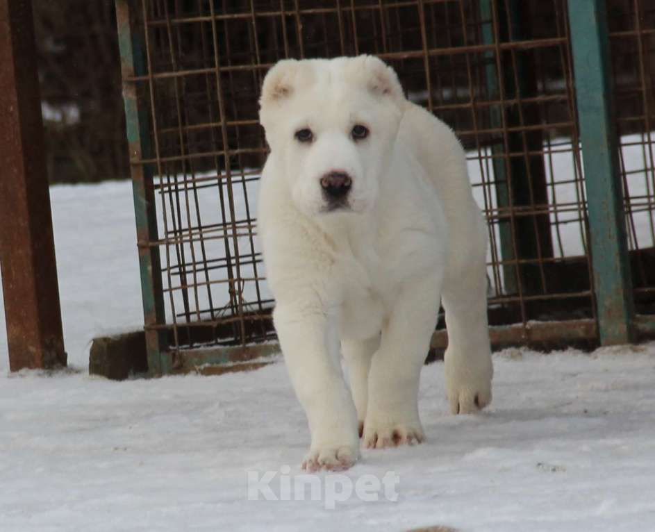 Собаки в Санкт-Петербурге: ЖАКУТ  Мальчик, 60 000 руб. - фото 6