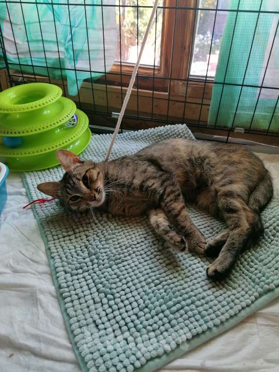 Кошки в Королеве: Машутка дочь  Девочка, Бесплатно - фото 4