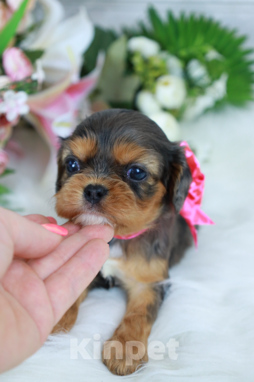 Собаки в Москве: Доступна для бронирования очаровательная малышка кавалер кинг чарльз спаниеля! Девочка, Бесплатно - фото 4