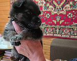 Собаки в других городах Московской области: Щенки немецкой овчарки Мальчик, 15 000 руб. - фото 2