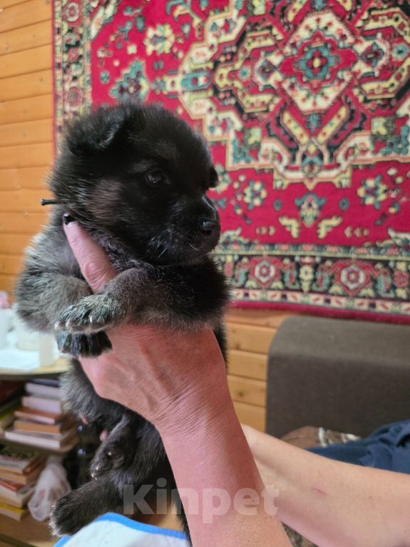 Собаки в других городах Московской области: Щенки немецкой овчарки Мальчик, 15 000 руб. - фото 2