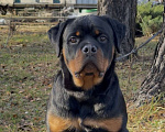 Собаки в Москве: Щенок ротвейлера Мальчик, Бесплатно - фото 1