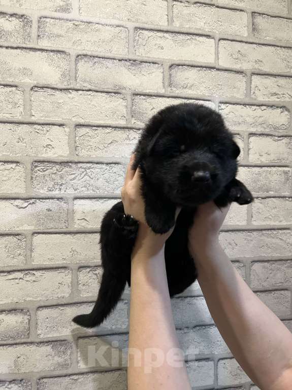 Собаки в Полевском: Продаю щенков немецкой овчарки  Мальчик, 25 000 руб. - фото 5