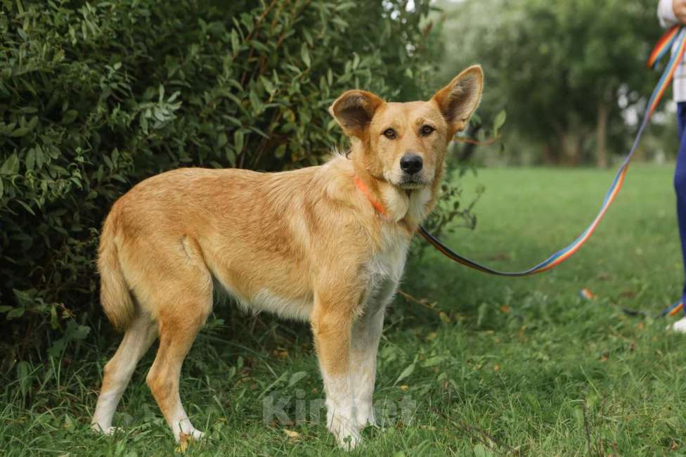 Собаки в Санкт-Петербурге: Ищем дом замечательным и неповторимым ушам Девочка, Бесплатно - фото 2