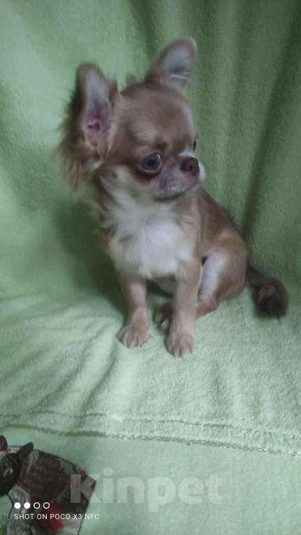 Собаки в Москве: Лиловая  девочка Девочка, 85 000 руб. - фото 3