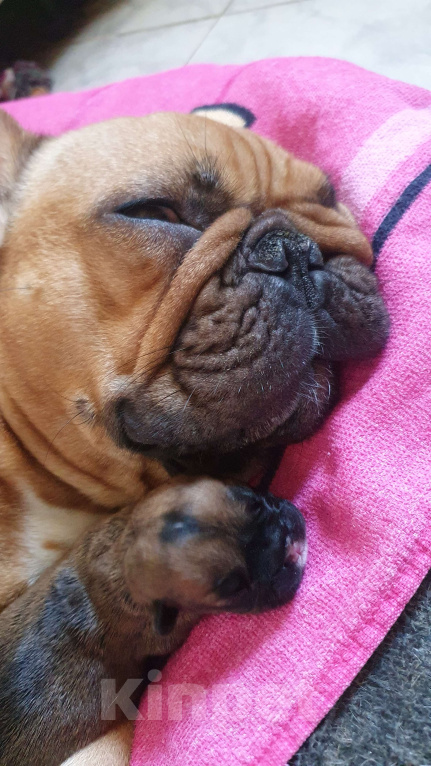 Собаки в Москве: Замечательный мальчик Мальчик, 70 000 руб. - фото 10