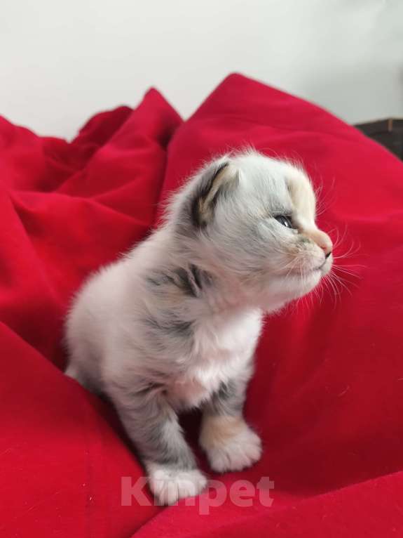 Кошки в Новосибирске: Котенок мейн-кун Разнополые, 15 000 руб. - фото 5