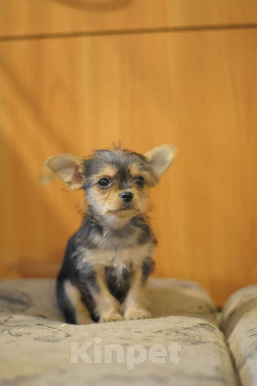 Собаки в Новосибирске: миленькая девочка, Девочка, 15 000 руб. - фото 2