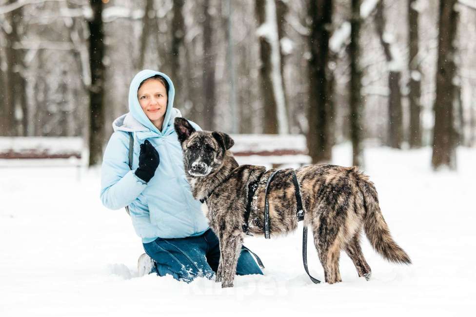 Собаки в Москве: Тигровый Чуни ищет дом Мальчик, Бесплатно - фото 6